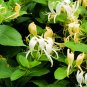 Wonderful Honeysuckle Halliana Halls Beautiful Flower Garden Plant