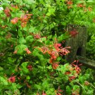 Wonderful Honeysuckle Dropmore Scarlet Beautiful Flower Garden Plant