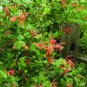 Wonderful Honeysuckle Dropmore Scarlet Beautiful Flower Garden Plant