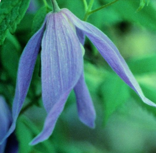 Wonderful Alpina Blue Dancer Beautiful Flower Garden Plant