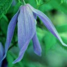 Wonderful Alpina Blue Dancer Beautiful Flower Garden Plant