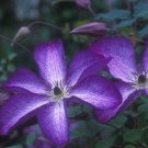 Wonderful Viticella Venosa Violacea Beautiful Flower Garden Plant