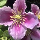 Wonderful Piilu Beautiful Flower Garden Plant