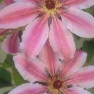 Wonderful Nelly Moser Beautiful Flower Garden Plant