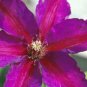 Wonderful Mrs N Thompson Beautiful Flower Garden Plant