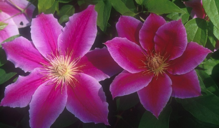 Wonderful Dr Ruppel Beautiful Flower Garden Plant