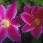 Wonderful Dr Ruppel Beautiful Flower Garden Plant