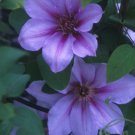 Wonderful Candy Stripe Beautiful Flower Garden Plant