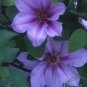 Wonderful Candy Stripe Beautiful Flower Garden Plant