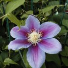 Wonderful Barbara Jackman Beautiful Flower Garden Plant