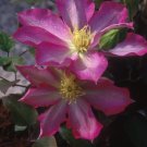 Wonderful Asao Beautiful Flower Garden Plant