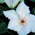 Wonderful Snow Queen Beautiful Flower Garden Plant