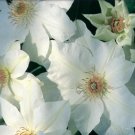 Wonderful Mrs George Jackman Beautiful Flower Garden Plant