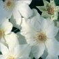 Wonderful Mrs George Jackman Beautiful Flower Garden Plant