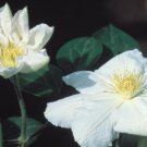 Wonderful Lanuginosa Candida Beautiful Flower Garden Plant