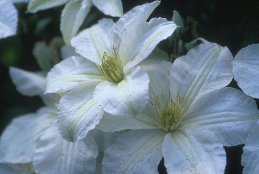 Wonderful John Huxtable Beautiful Flower Garden Plant