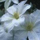 Wonderful John Huxtable Beautiful Flower Garden Plant