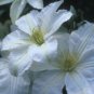 Wonderful John Huxtable Beautiful Flower Garden Plant