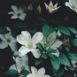Wonderful Huldine Beautiful Flower Garden Plant