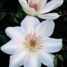 Wonderful Henryi Beautiful Flower Garden Plant