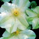 Wonderful Guernsey Cream Beautiful Flower Garden Plant