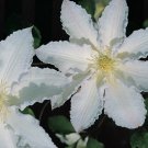 Wonderful Gillian Blades Beautiful Flower Garden Plant