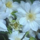 Wonderful Duchess of Edinburgh Beautiful Flower Garden Plant