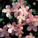 Wonderful Montana Rubens Beautiful Flower Garden Plant