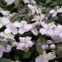 Wonderful Montana Mayleen Beautiful Flower Garden Plant