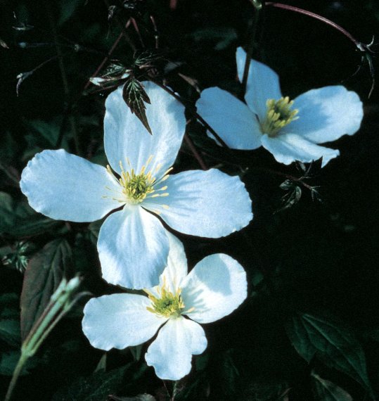 Wonderful Montana Grandiflora Beautiful Flower Garden Plant