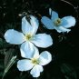Wonderful Montana Grandiflora Beautiful Flower Garden Plant