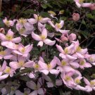 Wonderful Montana Elizabeth Beautiful Flower Garden Plant