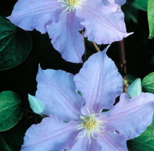Wonderful Will Goodwin Beautiful Flower Garden Plant