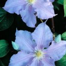 Wonderful Will Goodwin Beautiful Flower Garden Plant
