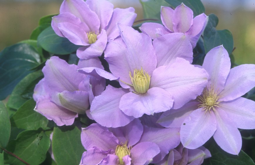Wonderful Silver Moon Beautiful Flower Garden Plant