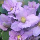 Wonderful Silver Moon Beautiful Flower Garden Plant