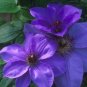 Wonderful Ramona Beautiful Flower Garden Plant