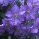 Wonderful Prince Charles Beautiful Flower Garden Plant