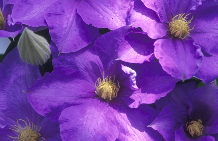 Wonderful H F Young Beautiful Flower Garden Plant