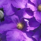 Wonderful H F Young Beautiful Flower Garden Plant