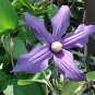 Wonderful Durandii Beautiful Flower Garden Plant