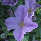 Wonderful Blue Angel Beautiful Flower Garden Plant