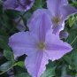 Wonderful Blue Angel Beautiful Flower Garden Plant