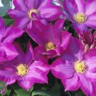 Wonderful Pink Champagne Beautiful Flower Garden Plant