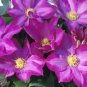 Wonderful Pink Champagne Beautiful Flower Garden Plant