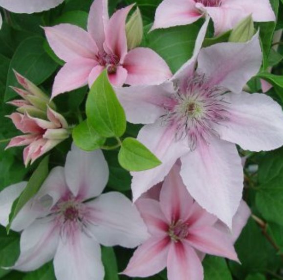 Wonderful John Paul II Beautiful Flower Garden Plant