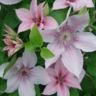 Wonderful John Paul II Beautiful Flower Garden Plant