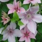 Wonderful John Paul II Beautiful Flower Garden Plant