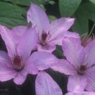 Wonderful Hagley Hybrid Beautiful Flower Garden Plant
