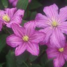 Wonderful Comtesse de Bouchaud Beautiful Flower Garden Plant
